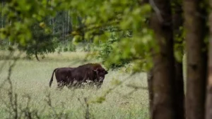 حظك اليوم برج الثور السبت 20 ديسمبر 2025: كيف يستفيد القادة الطموحون من يومهم لتحقيق أهدافهم